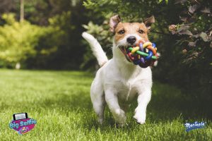 Terrier playing with a colourful ball